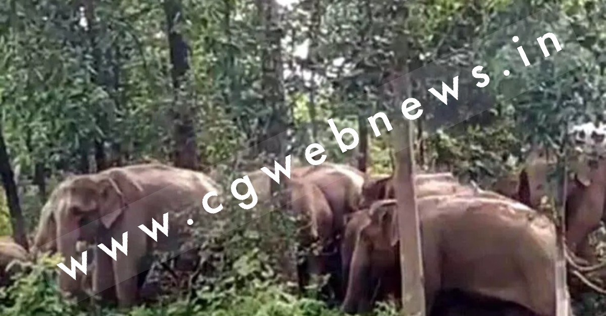 सक्ती के पड़ोसी जिले में पँहुचा 48 हाथियों का दल , दहशत में लोग , वन विभाग अलर्ट मोड पर