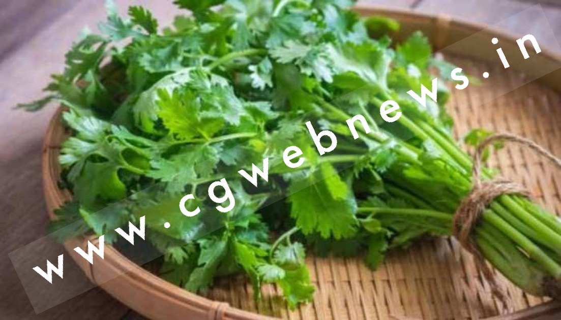 छत्तीसगढ़ - सावधान कही आप धनिया पत्ती की जगह तो नही खा रहे है खतरनाक पार्थेनियम ग्रास