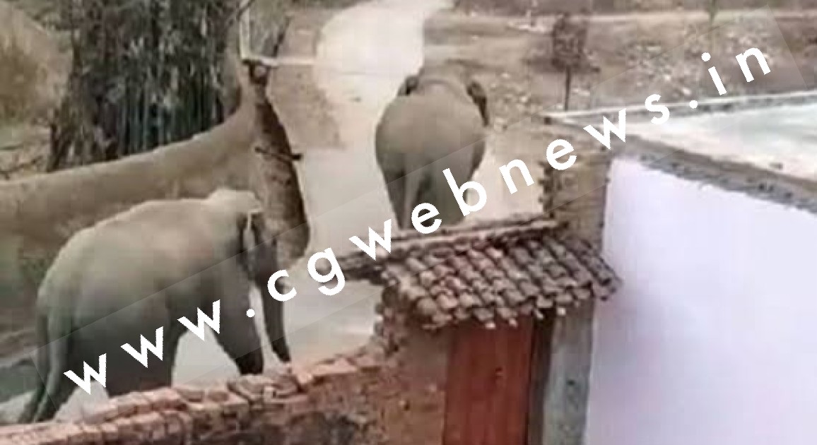 छत्तीसगढ़ - झुंड से बिछड़ कर गाँव पँहुचा दंतैल , 10 गाँव मे अलर्ट जारी , वन विभाग मौके पर मौजूद