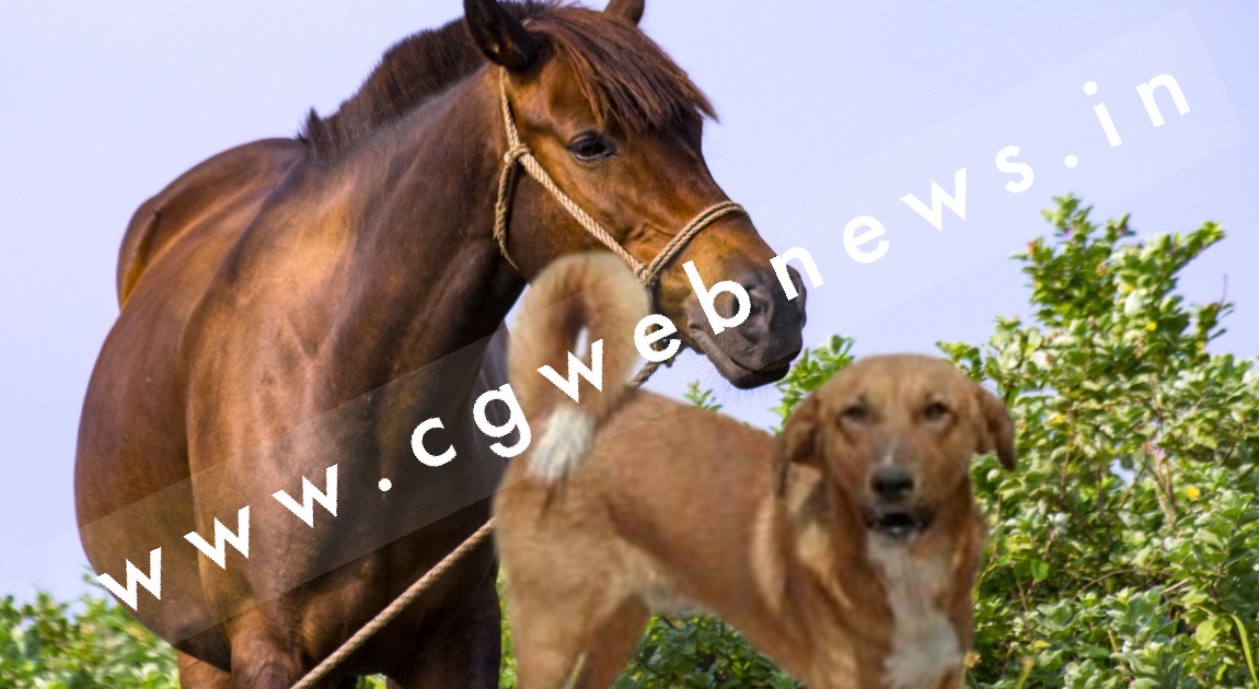 इंसान हुआ जानवर से बदतर , घोड़ी के बाद अब कुतिया के साथ किया कुकर्म , पुलिस जाँच में जुटी