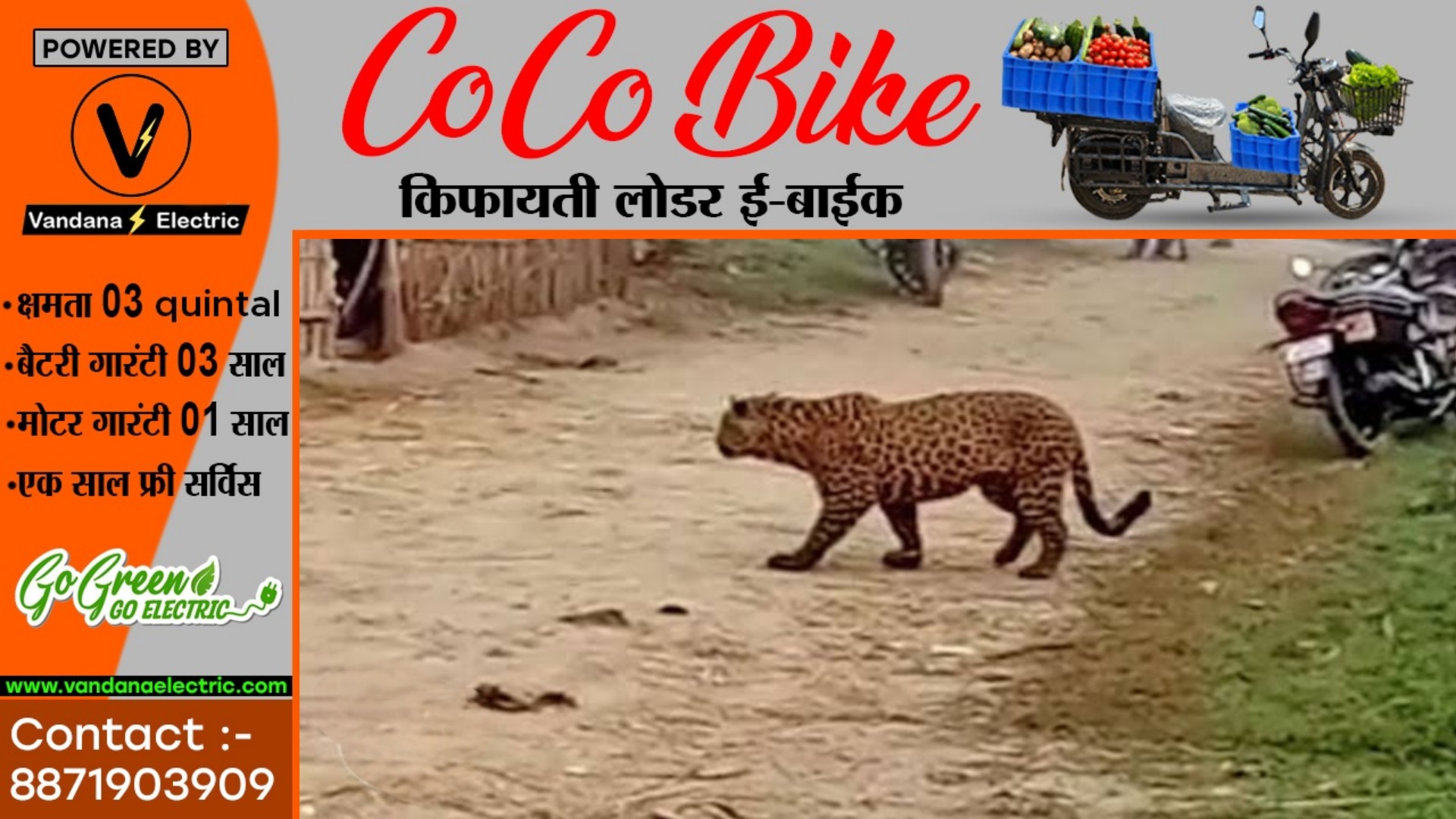 छत्तीसगढ़ - रिहायशी इलाके में तेंदुए की धमक , दहशत के साये में ग्रामीण , वन विभाग अलर्ट