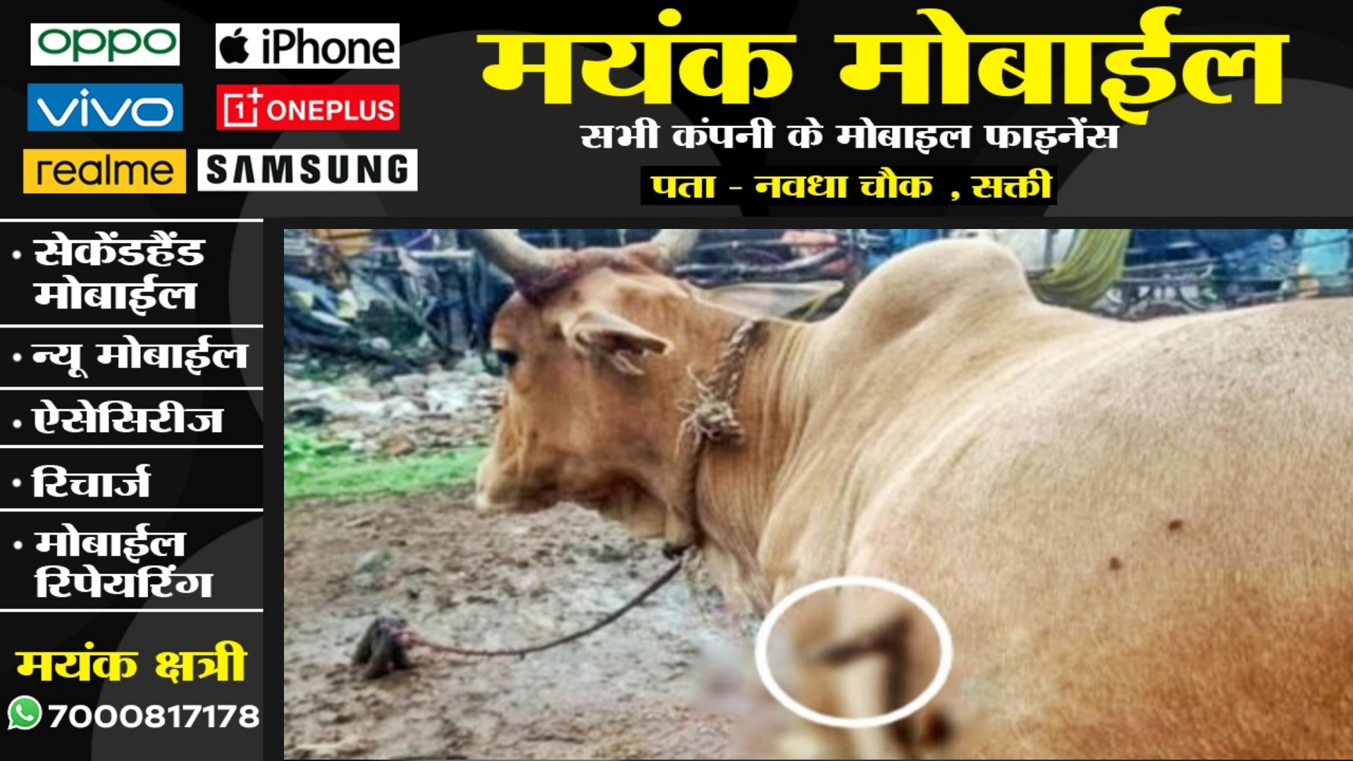 छत्तीसगढ़ - गर्भवती गाय के पेट मे चाकू मार कर फरार हुआ युवक , आरोपी की तलाश में पुलिस कर रही है छापेमारी